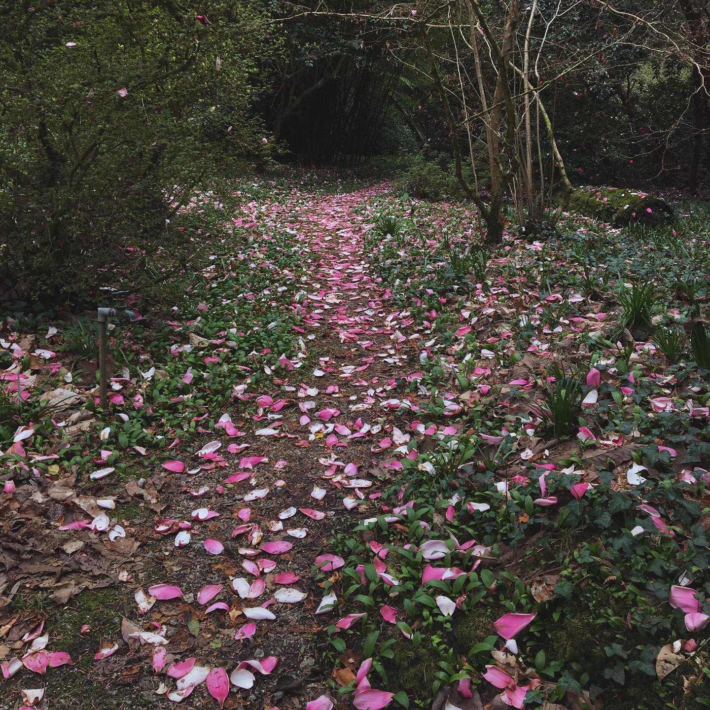 Magnolia petals leading the way