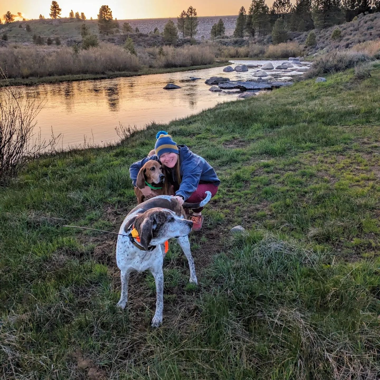 Spring sunset walk with the girls #coonhounds 
frogs 🐸 and birds 🐦&zwj;⬛🦉singing 🎶 water flowing 🌊 
Happy to welcome spring to Tahoe 😊 

#coonhoundsofinstagram #redbonecoonhound #bluetickcoonhound #bluetickplott #naturewalks #springinthesierras