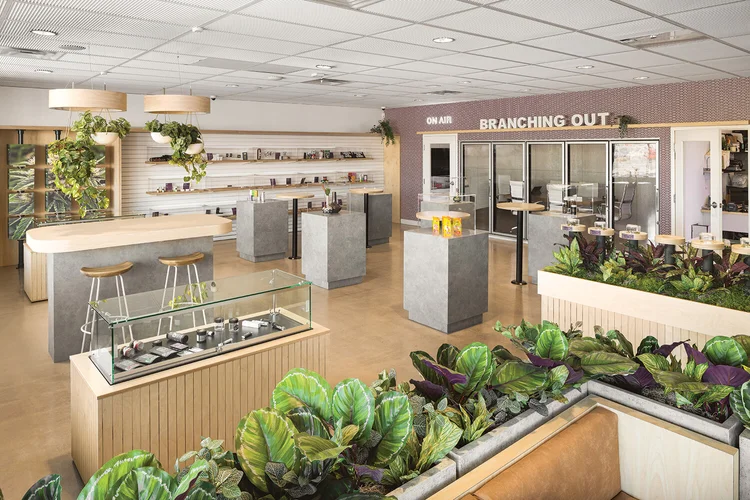 Giving Tree Dispensary