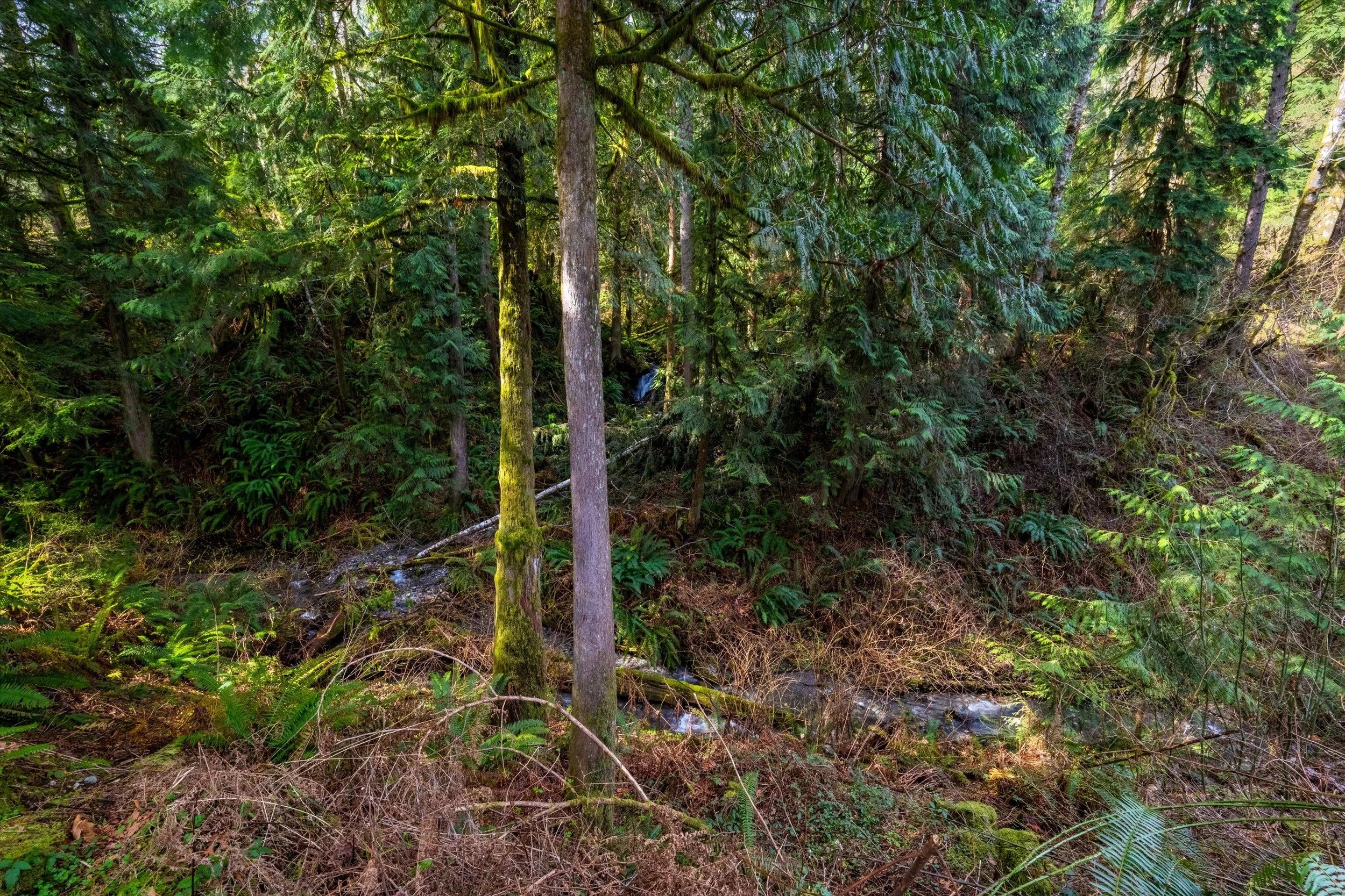 49-17231 Barrell Springs-7.jpg