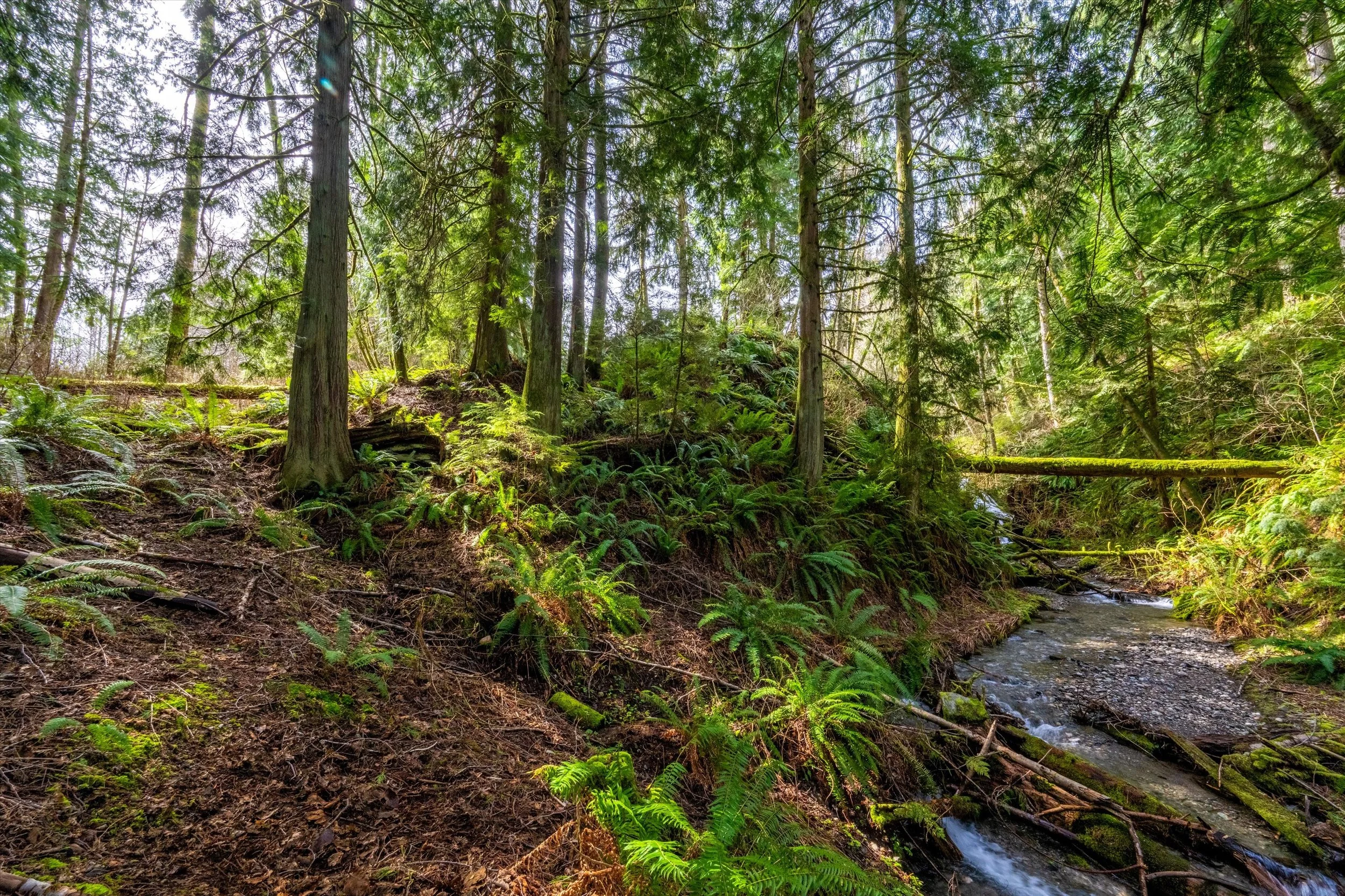 54-17231 Barrell Springs-12.jpg