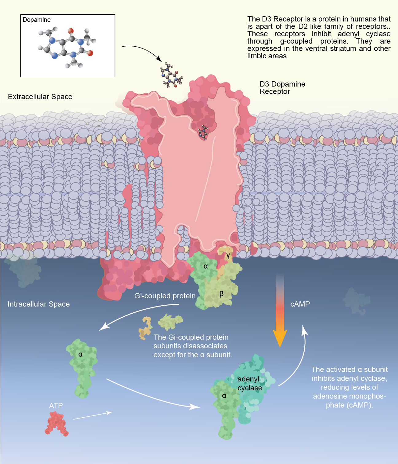 Dopamine Receptor