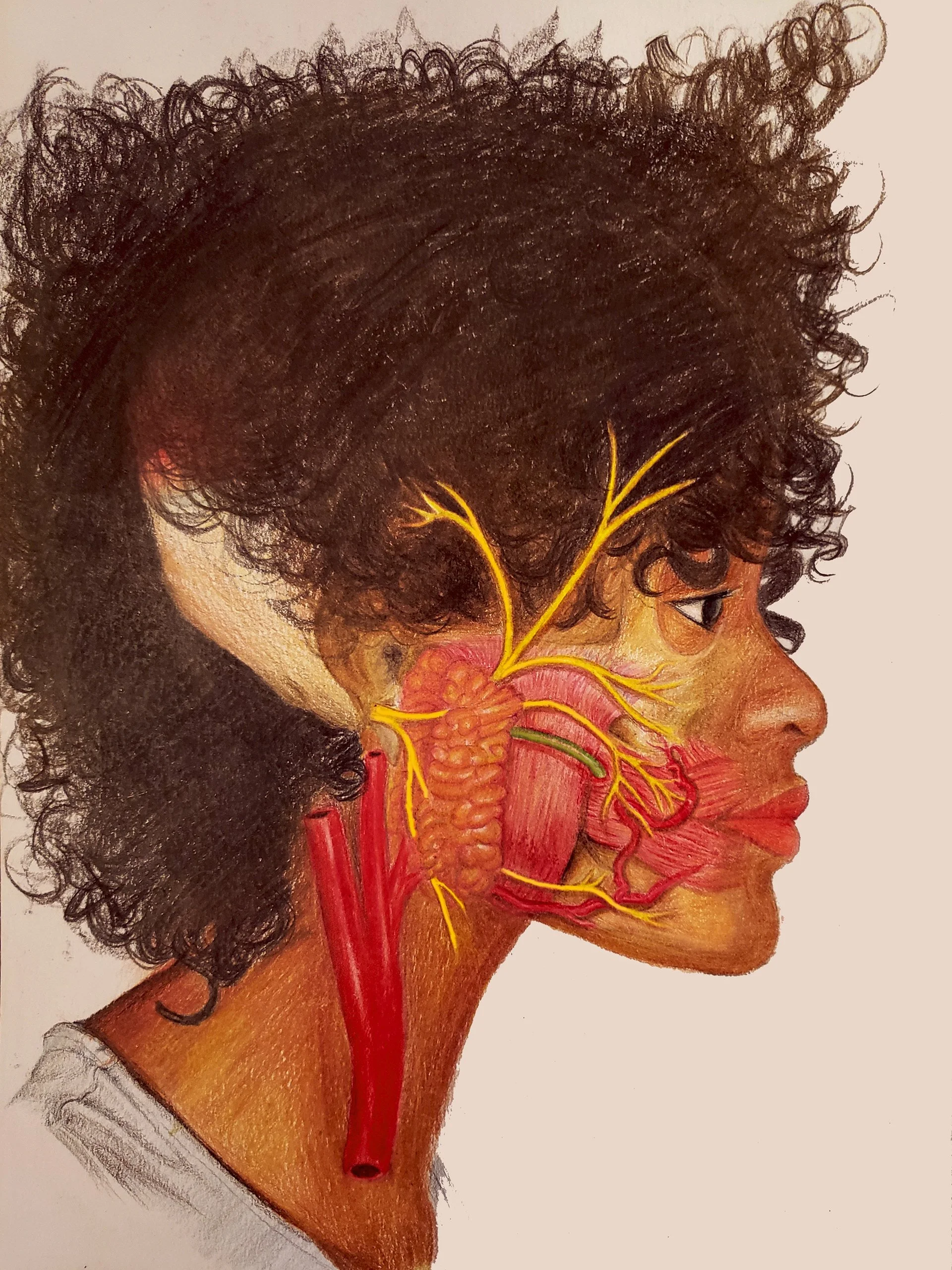 Facial Nerves