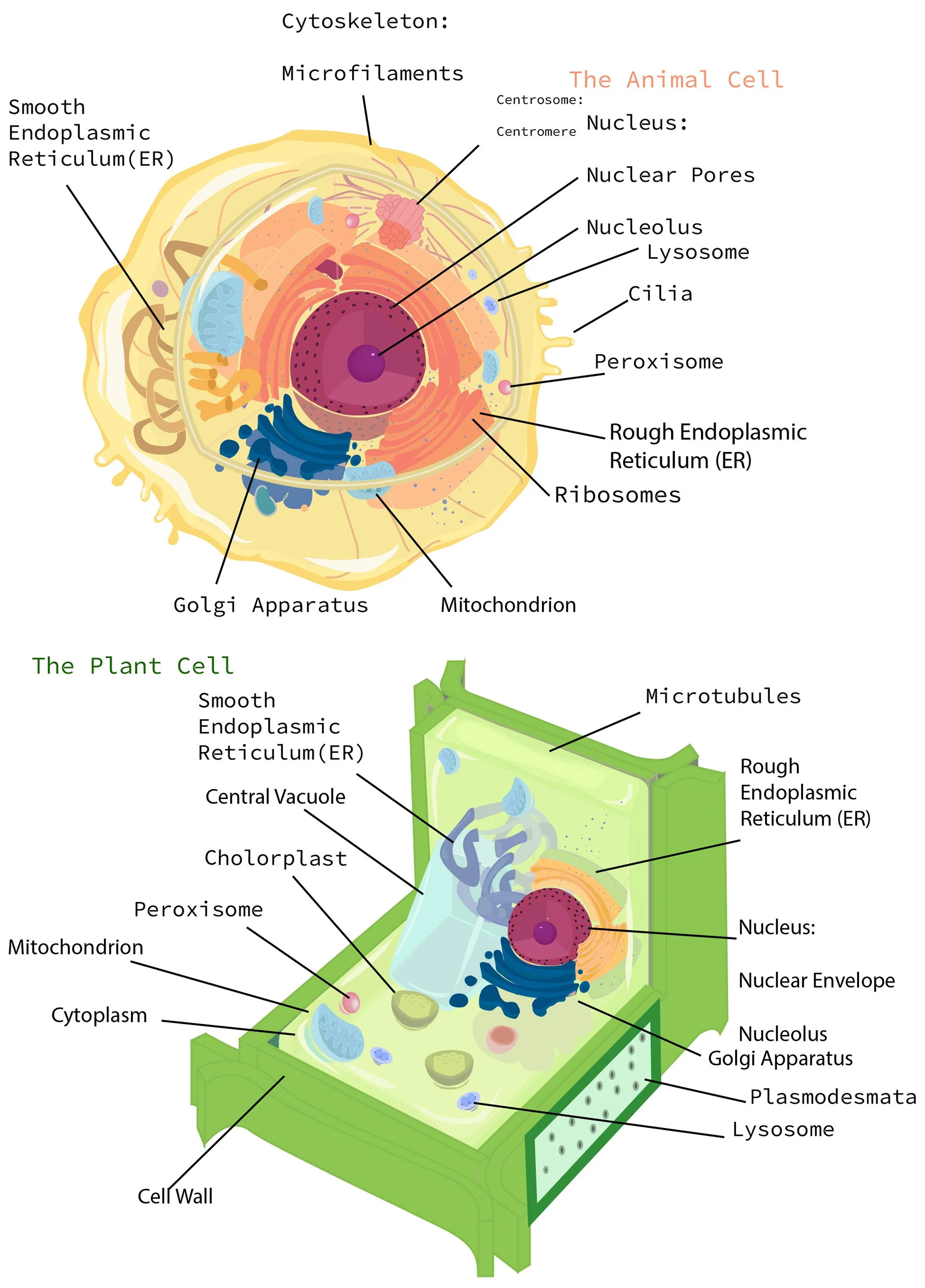 Plant and Animal Cell