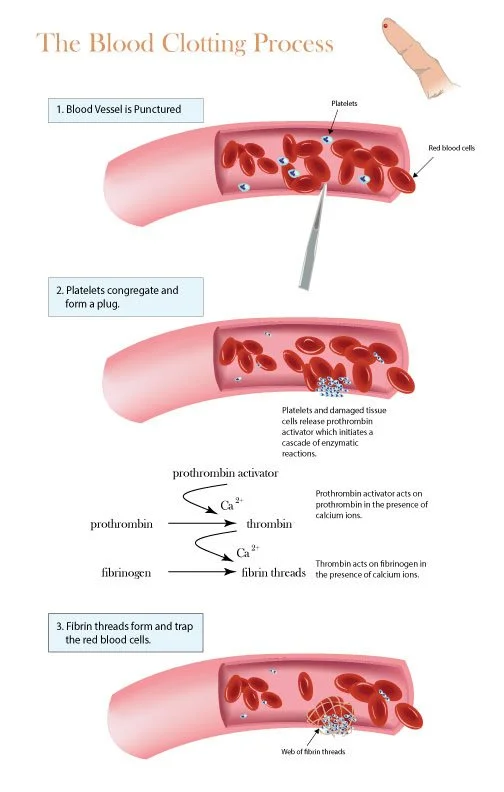The Blood Clotting Process