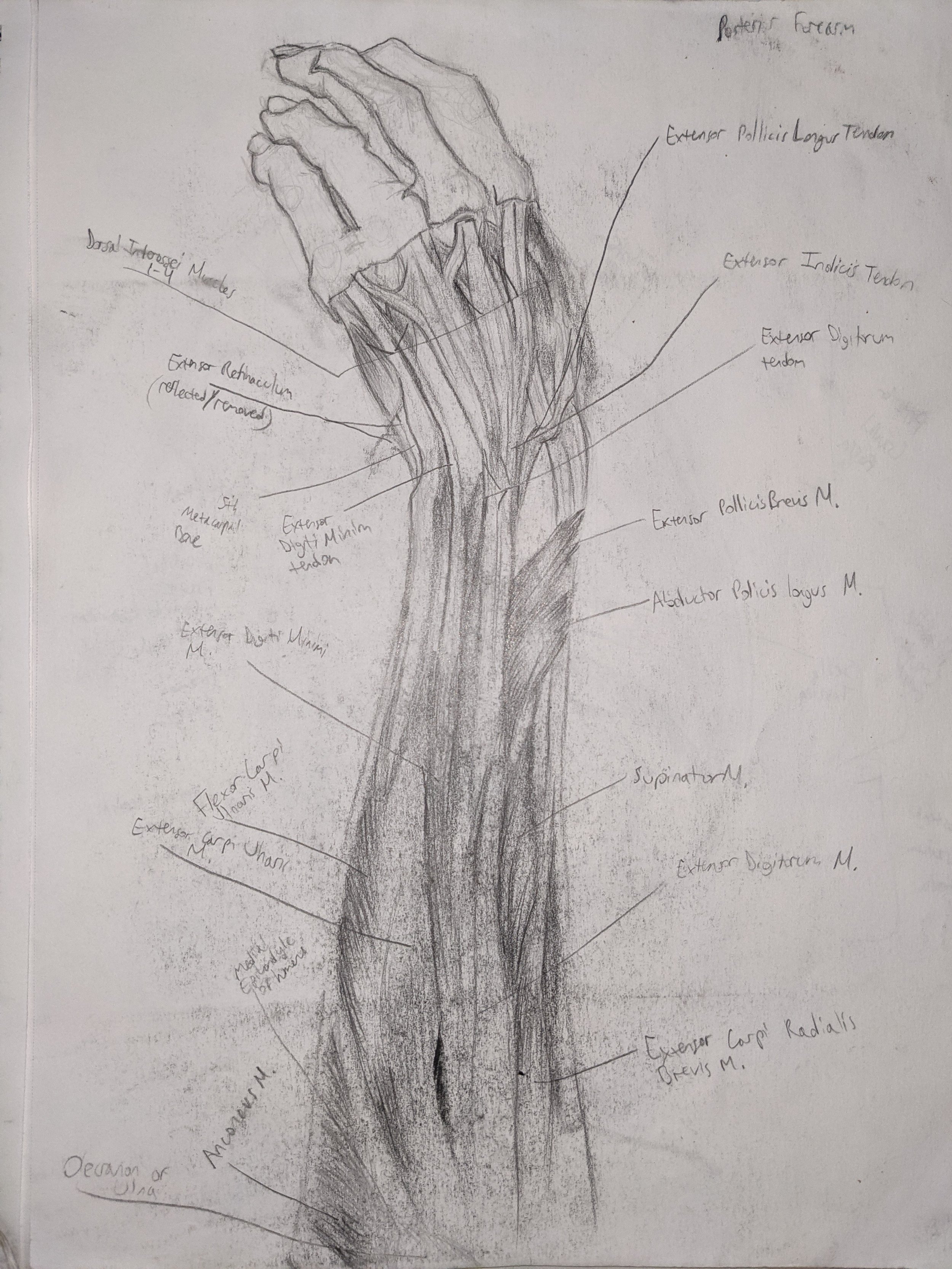 Painting the Posterior Forearm Muscles Process (In Progress)