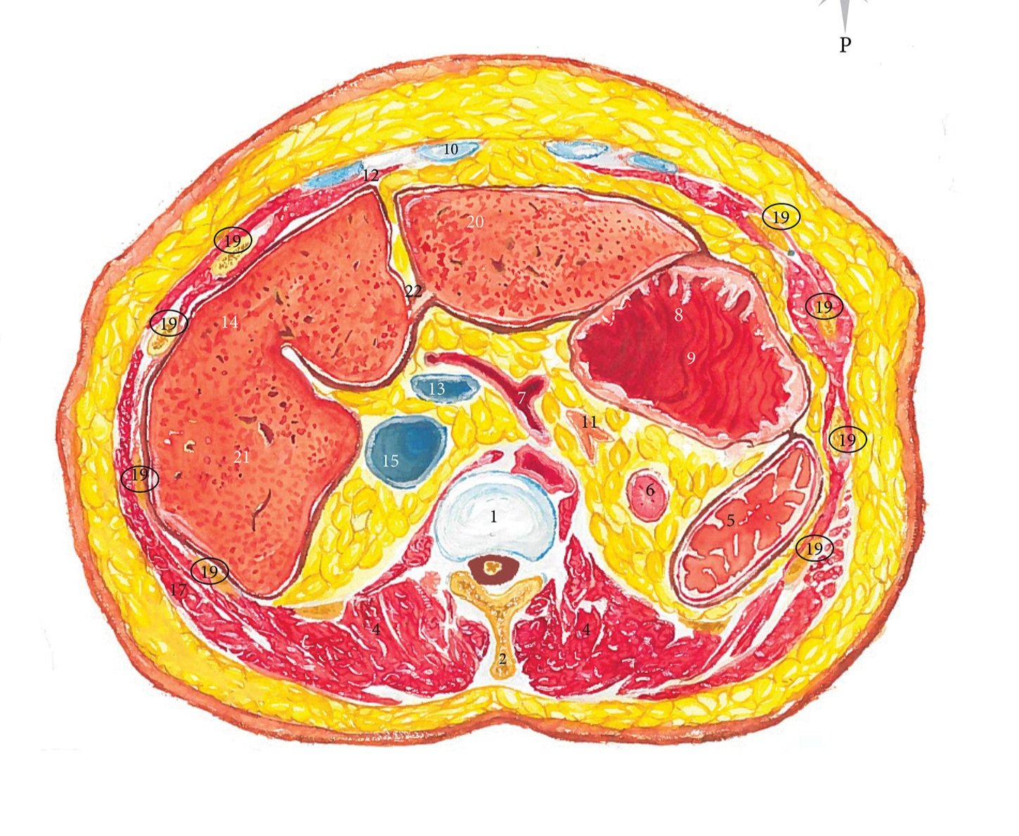 Transverse Section of the Thorax
