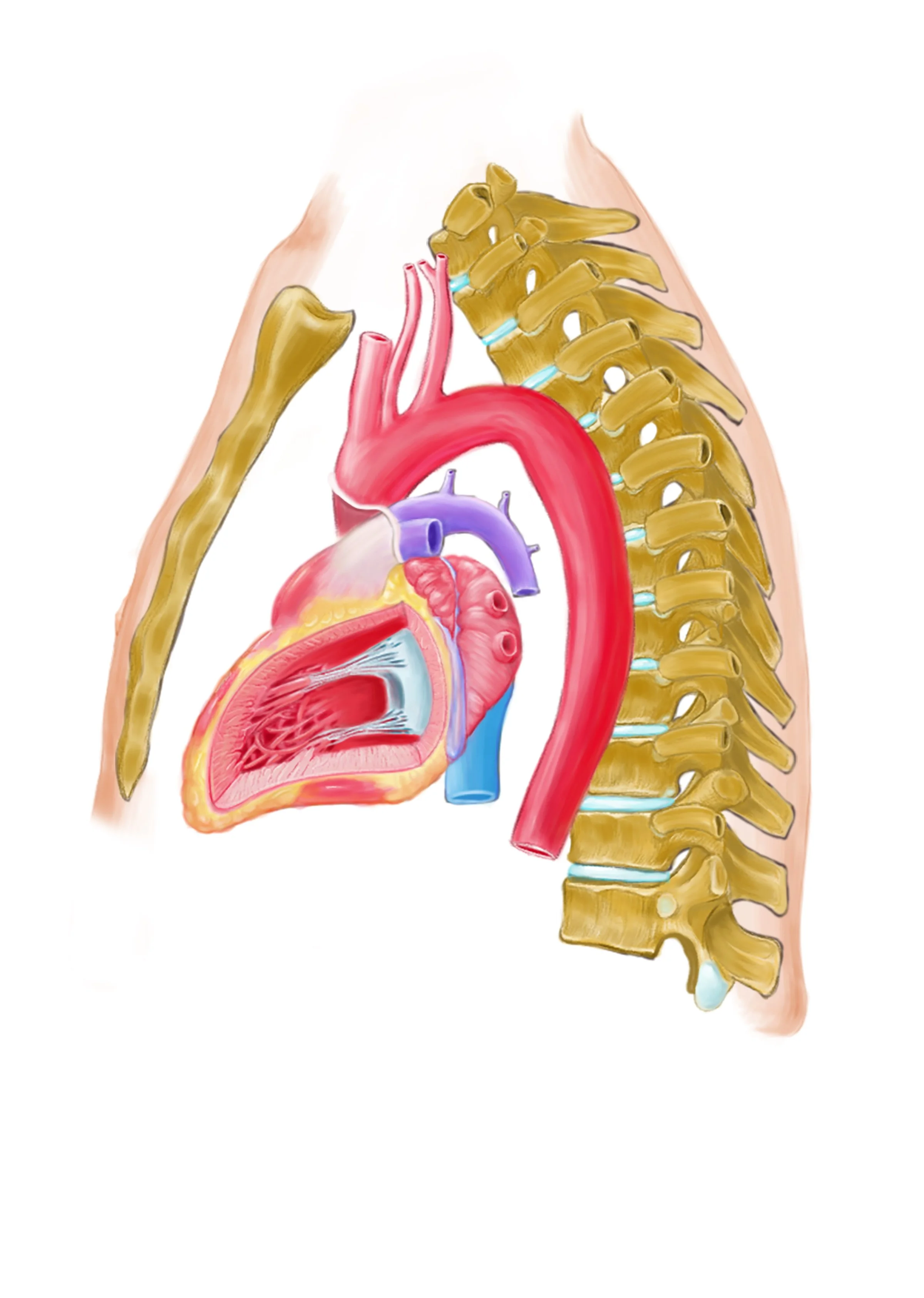 Lateral view of the heart