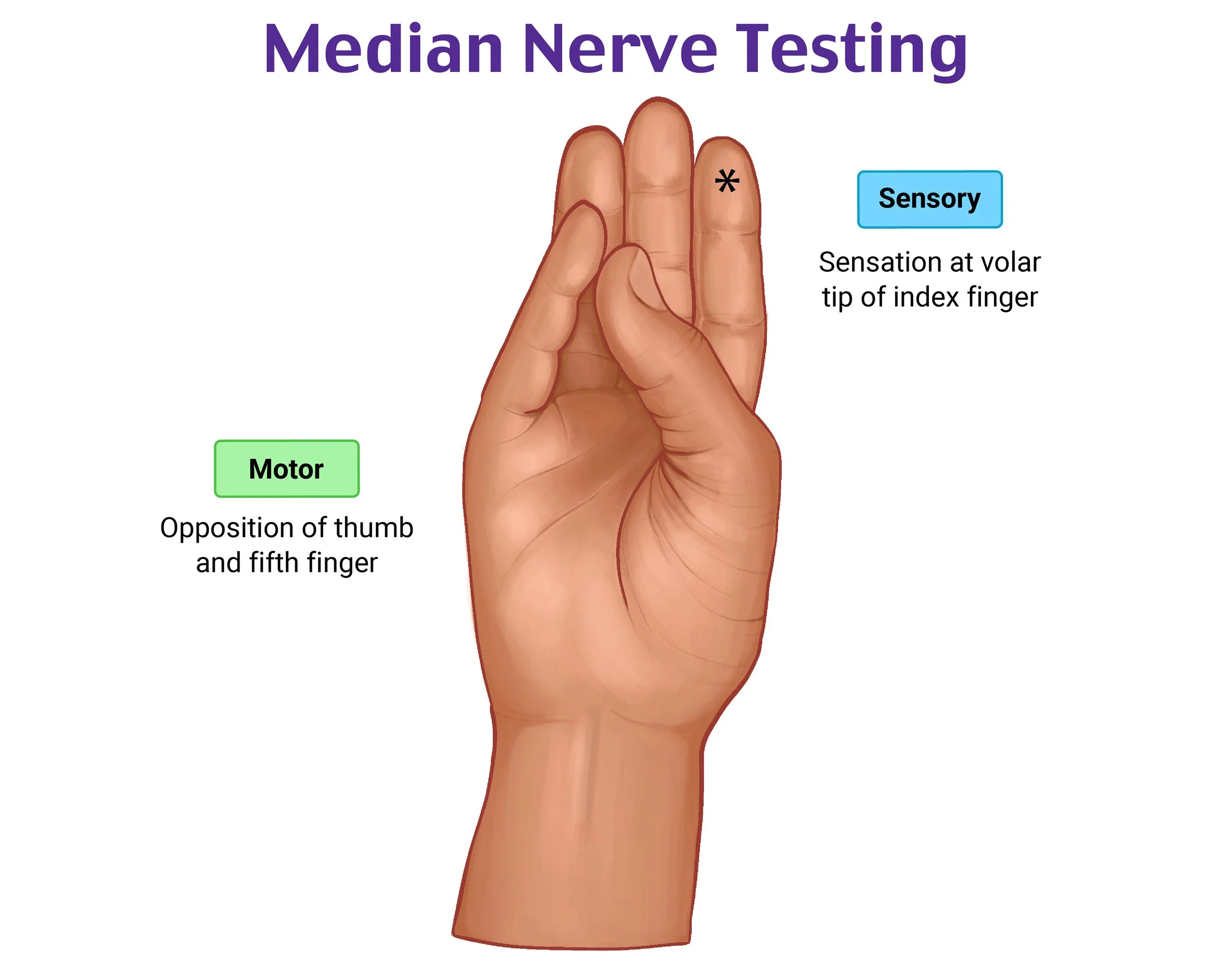 Image+-+Median+Nerve+Sensory+and+Motor+Testing%408x.jpg