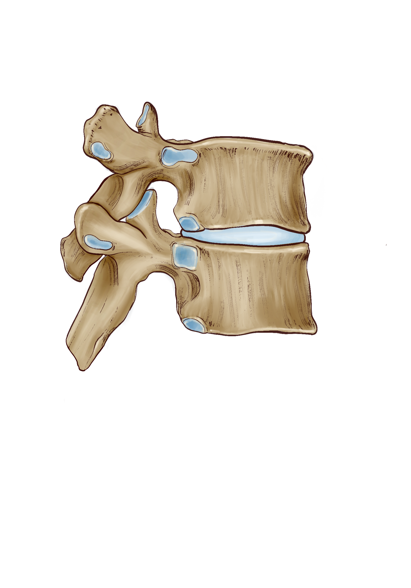 Functional Unit of The Spine