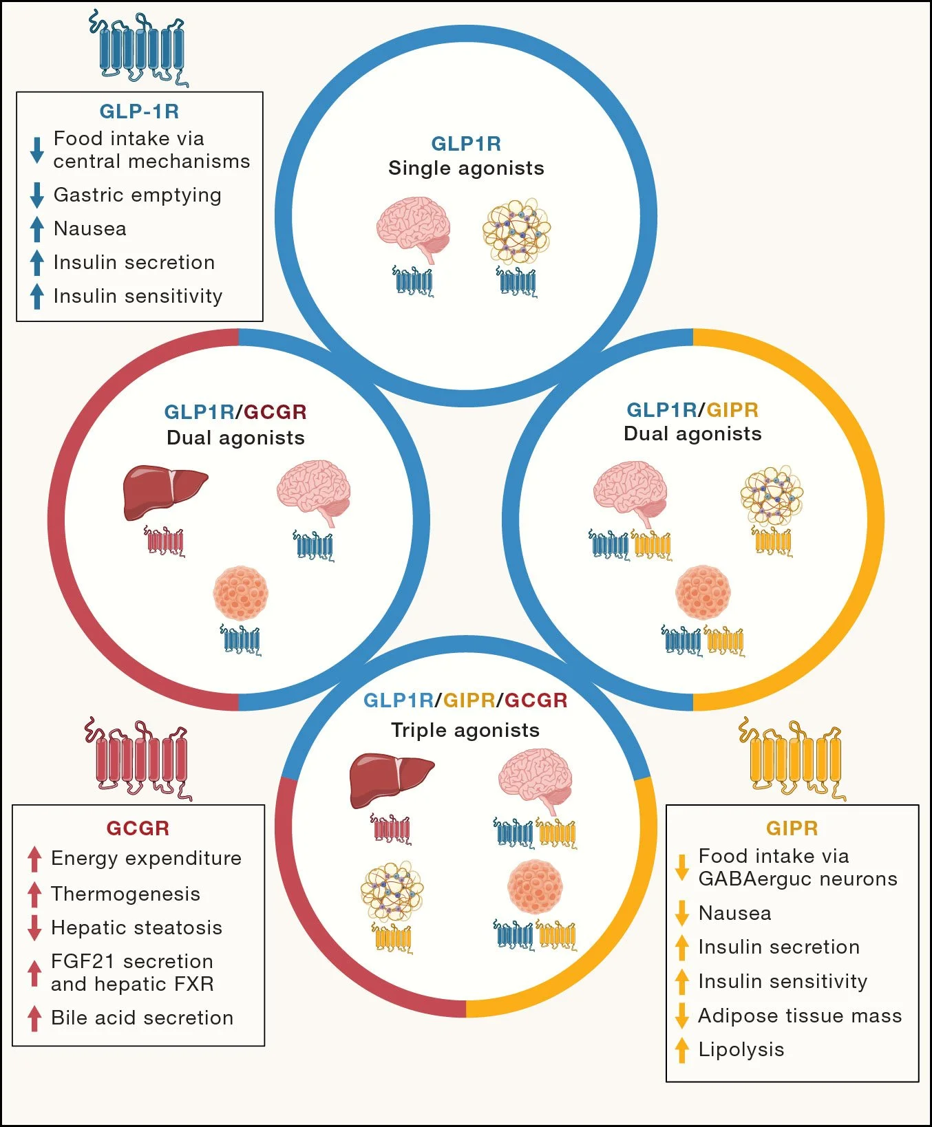Transforming obesity: The Advancement of Multi-Receptor Drugs