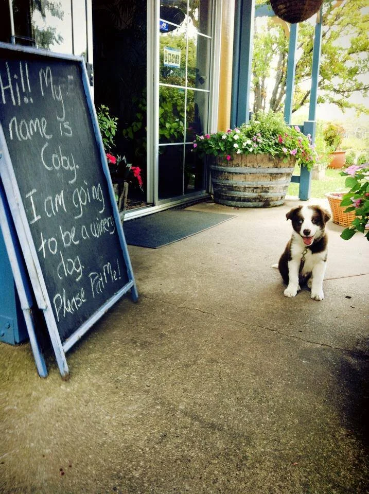 A small black and white puppy sitting on a sidewalk outside a shop, next to a chalkboard sign that reads, 'Hi! My name is Cody. I am going to be a worker dog. Please Pat me!' There are large potted plants and a building with a glass door and windows