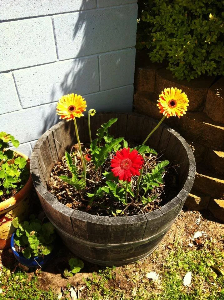 A round wooden planter with three colorful flowers, two yellow and one red, blooming in the sunlight, placed on the ground next to a white brick wall with a small potted plant nearby.