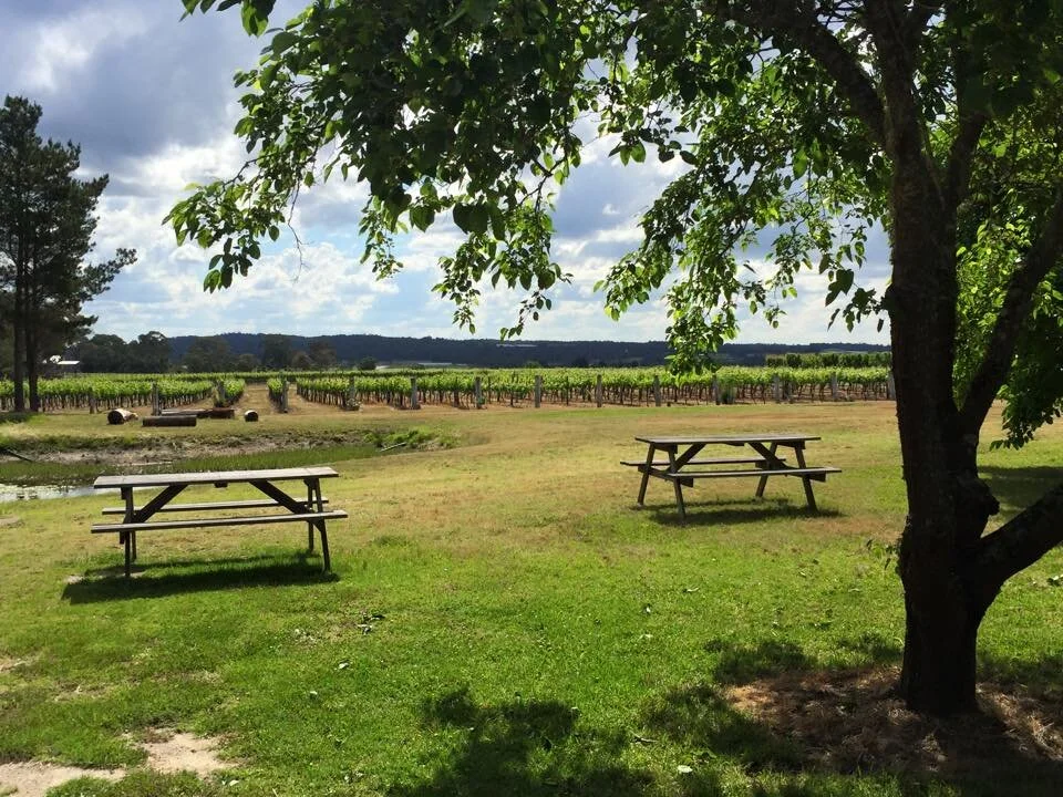 A scenic outdoor scene featuring two picnic tables under a leafy tree, with a vineyard stretching across the background and a partly cloudy sky overhead.