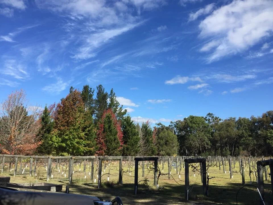 Vineyard with rows of grapevines, colorful trees in the background, and a blue sky with wispy clouds.