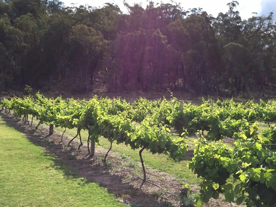 Vineyard with rows of grapevines in a sunny outdoor setting, with a wooded hillside in the background.