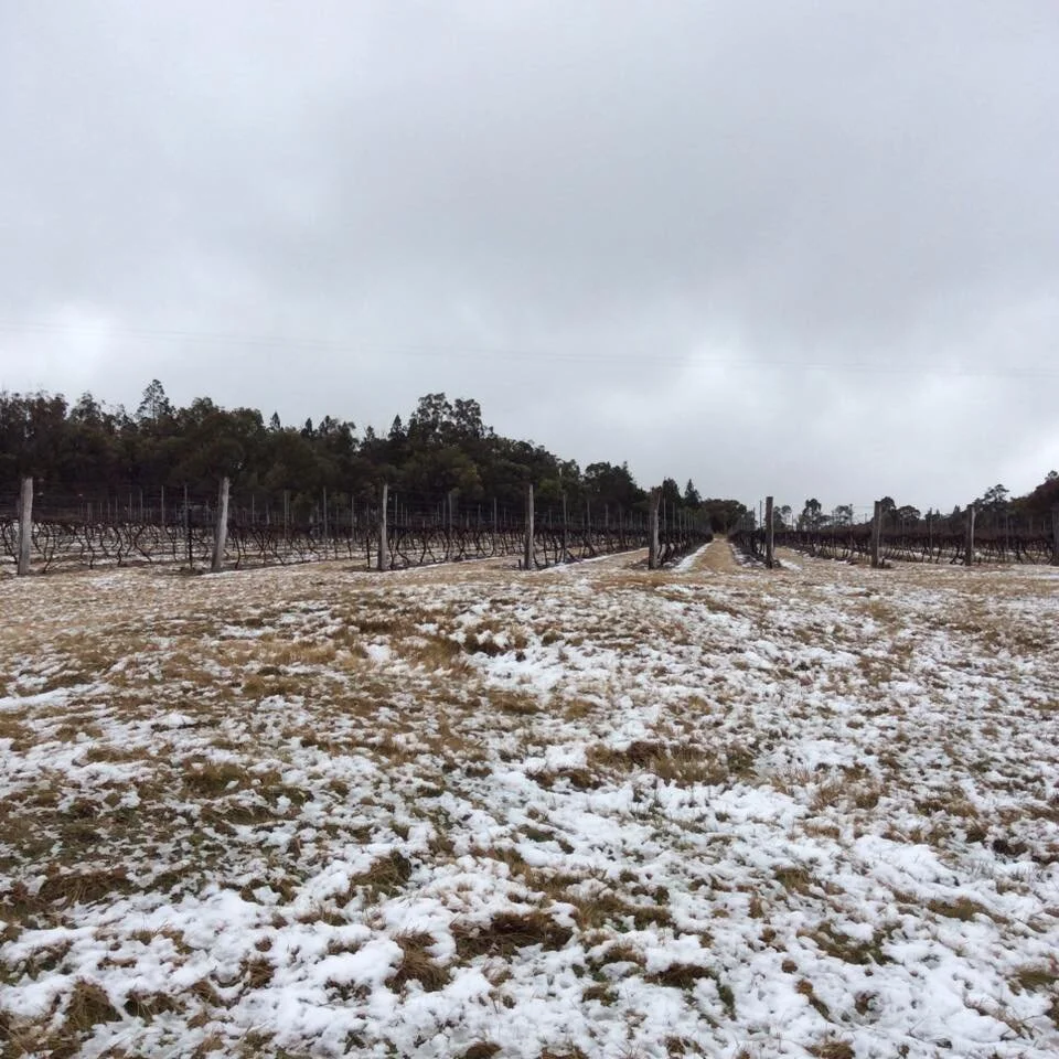 Snow-covered vineyard rows with overcast sky and cloudy gray sky