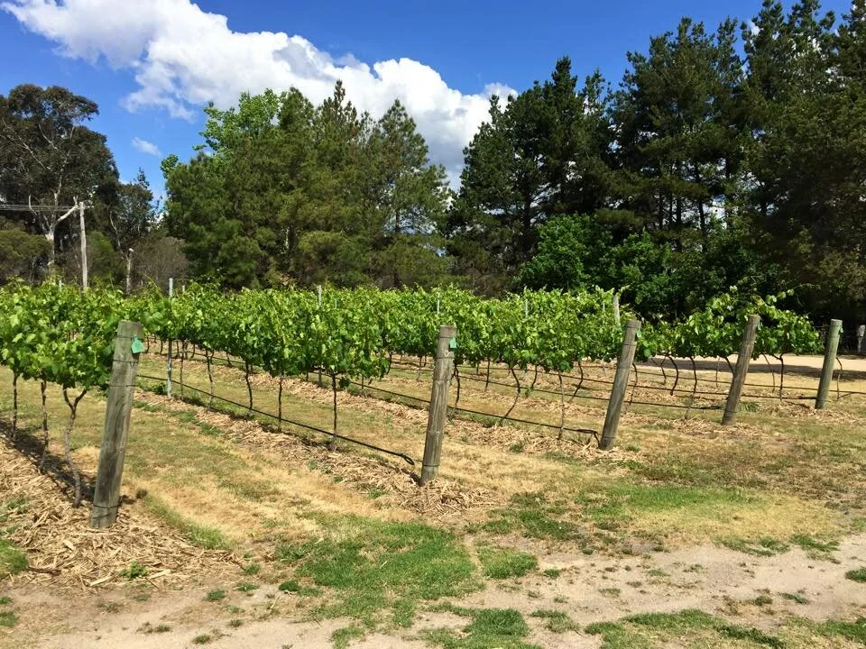 Vineyard with rows of grapevines supported by wooden posts and wire, surrounded by green trees and a partly cloudy blue sky.