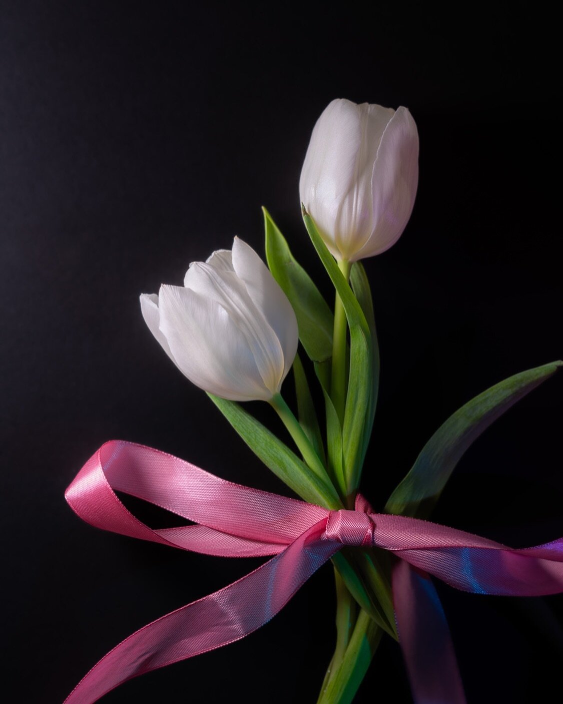 Had some beaut tulips in the little studio today, practicing that soft romantic lighting for some upcoming Valentines shoots 🥺

&bull;

#sonyalpha #edinburghphotography #edinburghphotographer #valentinesflowers #studiophotography #productphotography