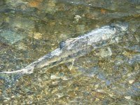 01_fish in stream.jpg