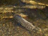 02_fish in stream.jpg