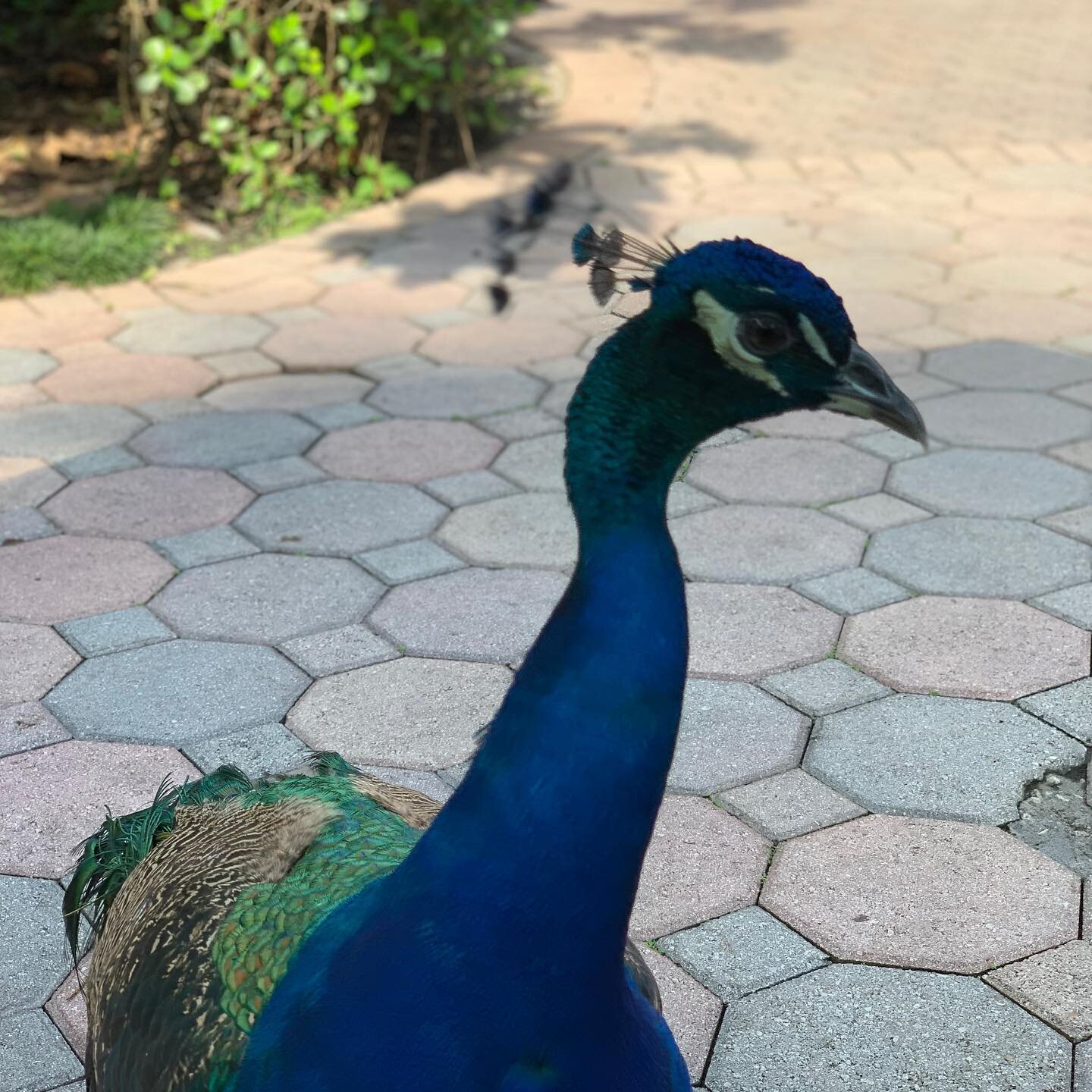 &ldquo;Any room on the team in the next book?&rdquo; I might have to write in this peacock!  Thank you @flamingogardens  #tessieandlolasavethedogs #booksofinstagram #middlegradebookstagram #booksformiddleschoolers #booksofinstagram #doglovers