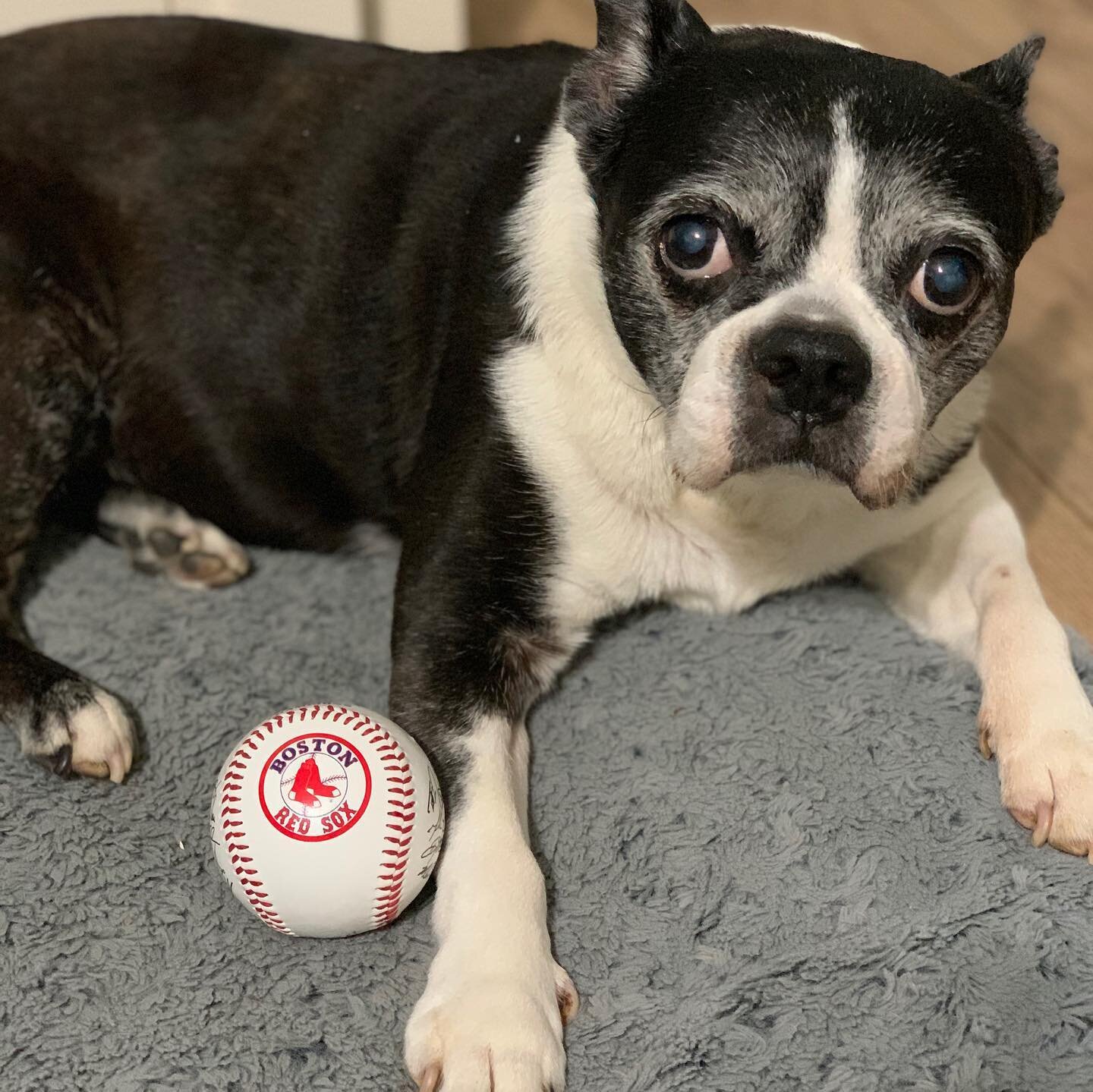 Hey @redsox , Lola is an old, crafty lefty that is ready to come in and close it out for the win!  Tessie, on the other hand, is currently listed as &lsquo;unavailable&rsquo;. #letsgoredsox #tessieandlolasavethedogs #100plusabandoneddogs #booksofinst