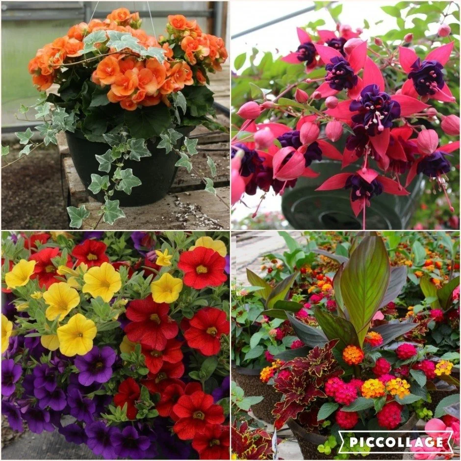 Spring flowers for sale for 2 more weeks. Order yours today - for your porch, your neighbor, Mother's Day or friend's gift. Proceeds support Community Kitchen's hunger relief efforts.

Ordering is simple: just follow our official link to browse the s