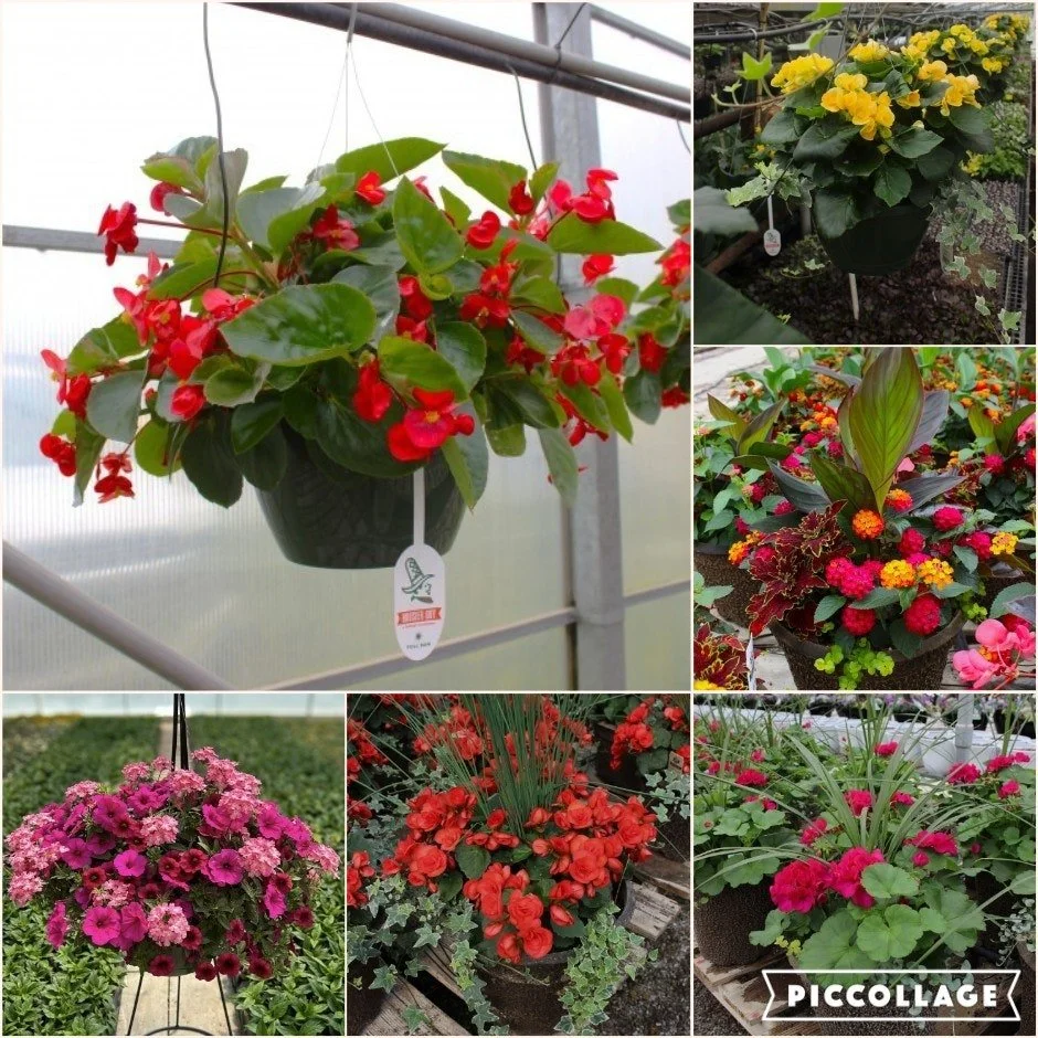 Attention all flower patrons! 

Please remember that spring flower pick-up is tomorrow, Thursday, April 30th from 10am-3pm at Sycamore Shelter at Lower Cascades Park. It will be like mums pick-up. You'll drive through and we'll place your flowers in 