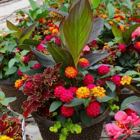 Today is the day!!

Spring flower pick-up is TODAY (Thursday, April 30th) from 10am-3pm at Sycamore Shelter at Lower Cascades Park. 

It will be like mums pick-up. You'll drive through and we'll place your flowers in your car. Quick and painless.

#s