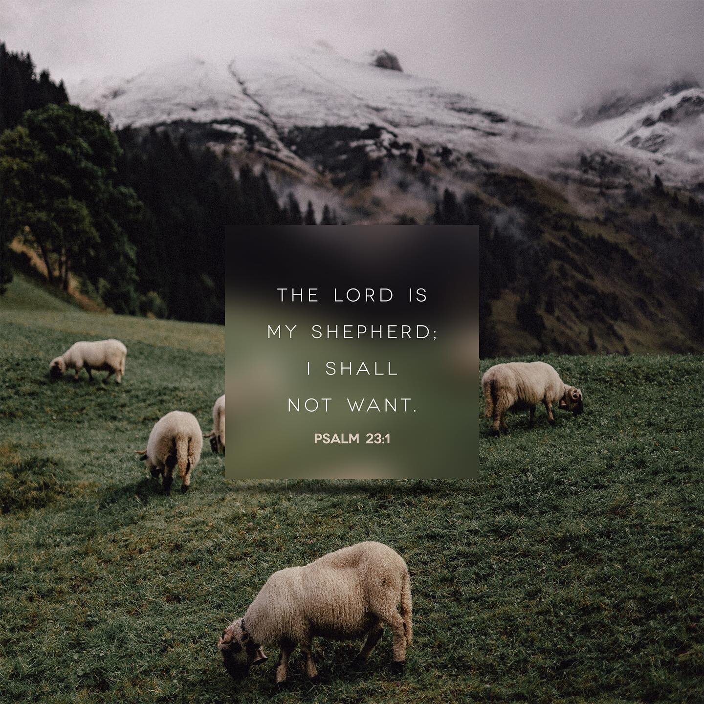 Our Good Shepherd knows what we need as He leads us.