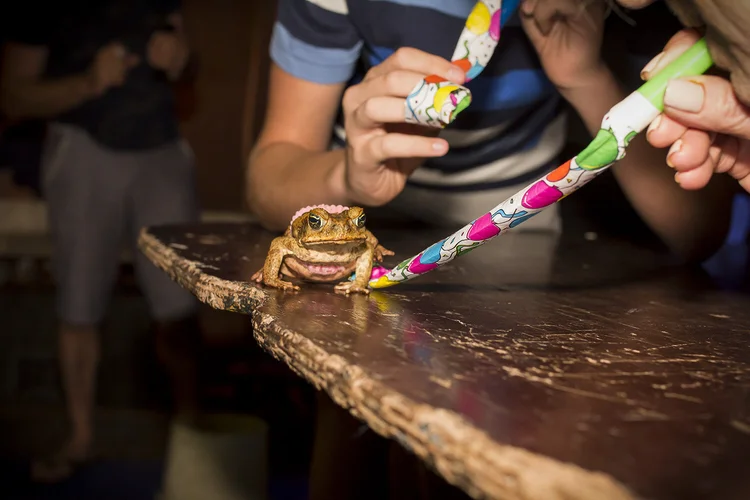 Cane Toad Racing Port Douglas