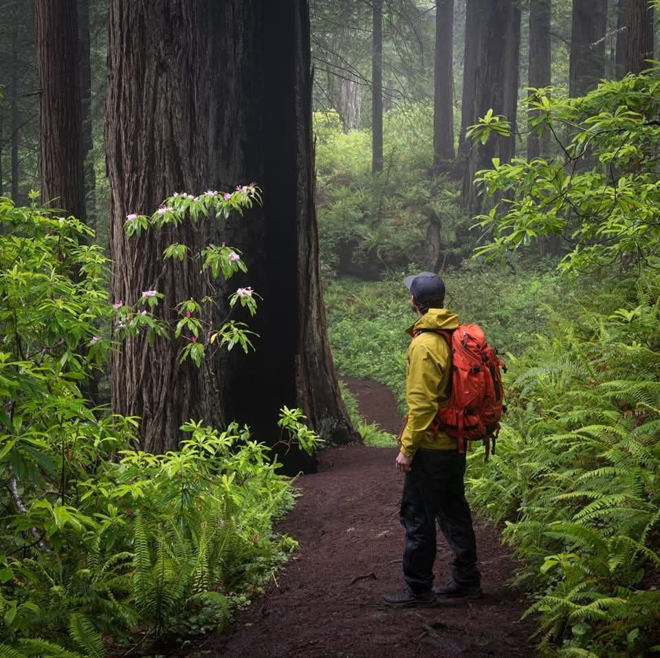 Eric Thiessen in the Coastal Redwoods.