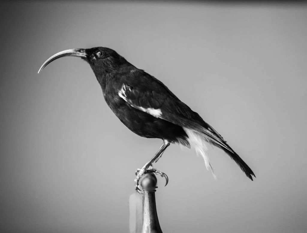 IMG_0177.jpeg