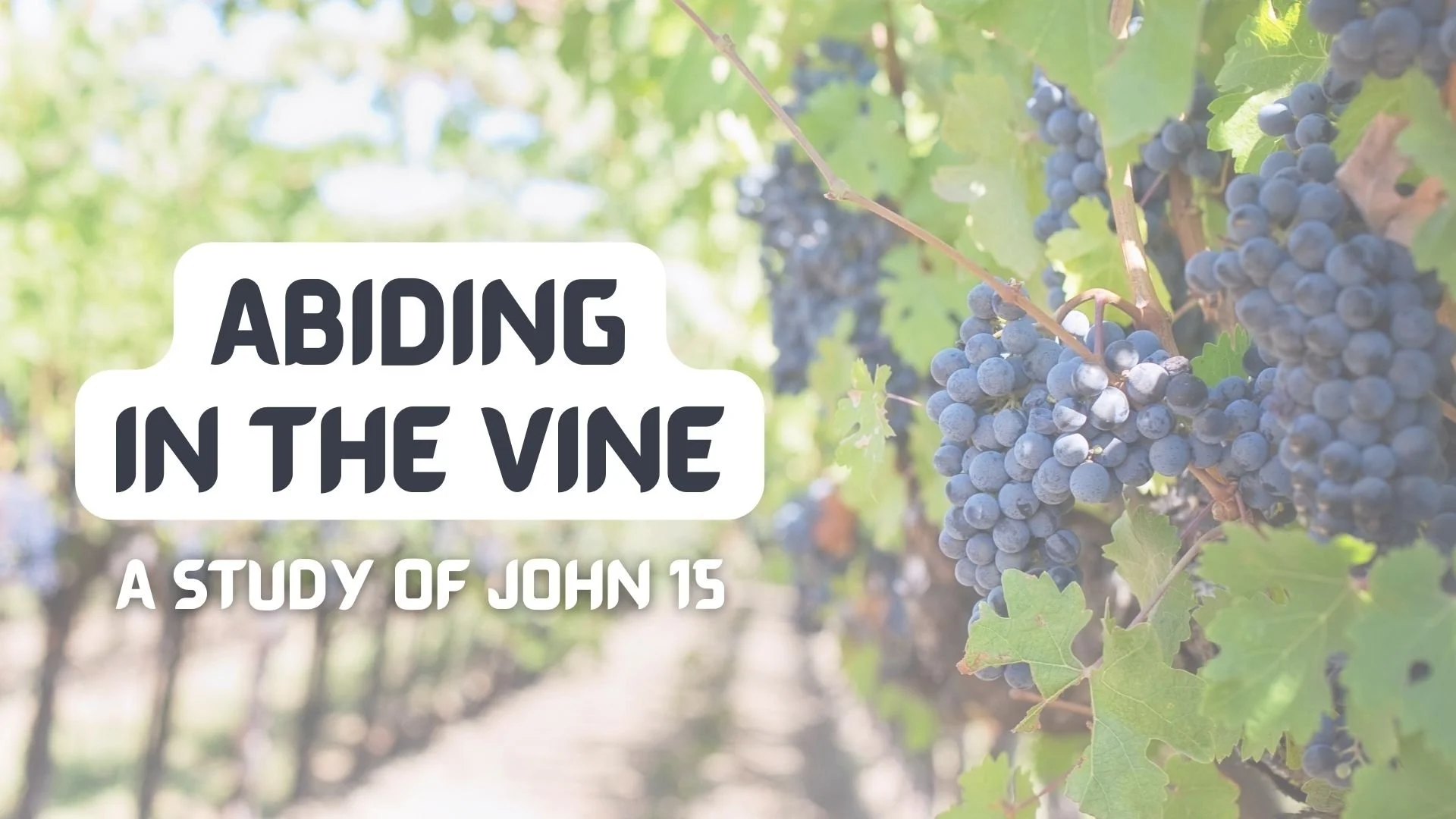 Abiding In The Vine: Abide In His Love
