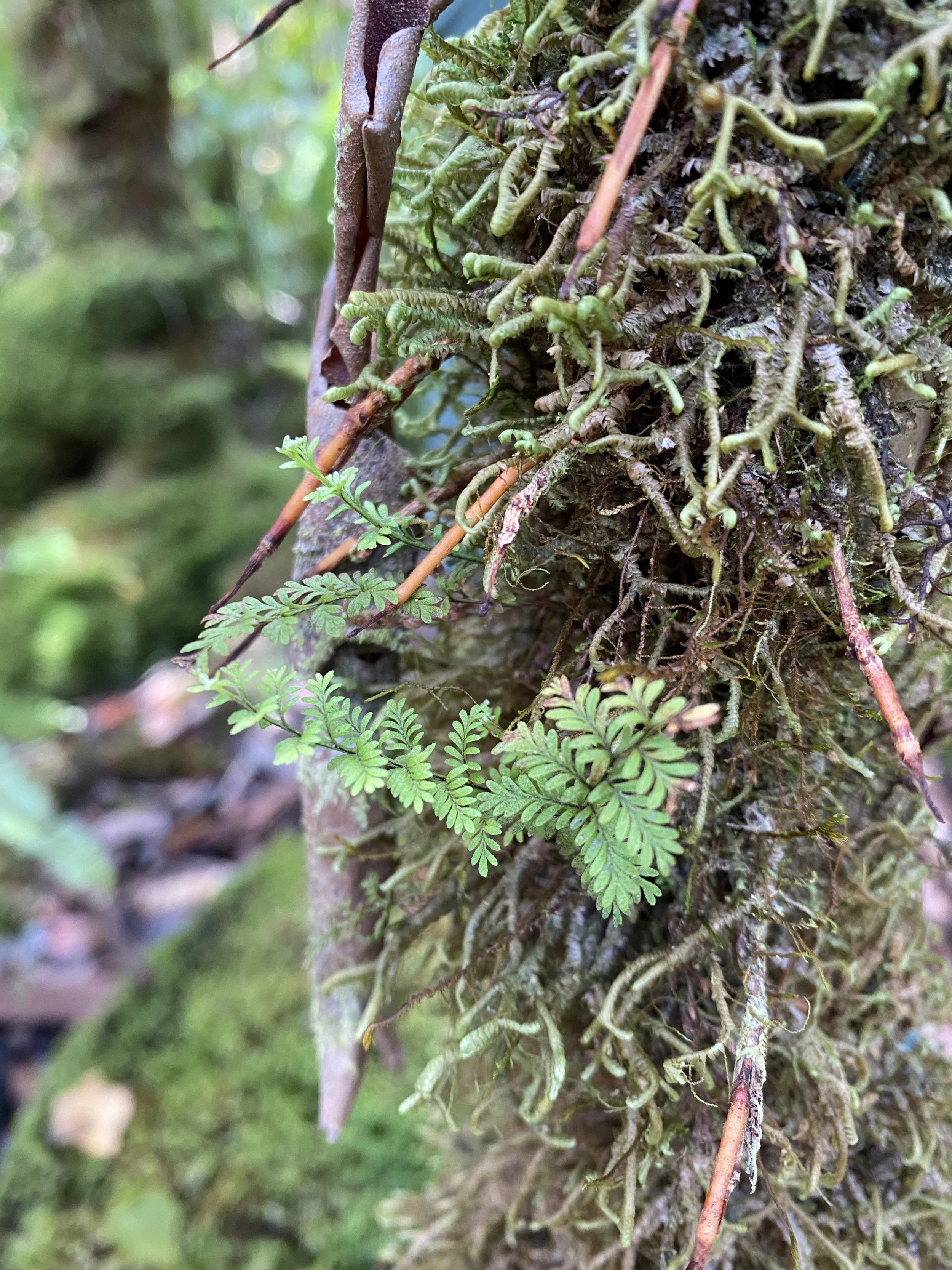 HAWAII TRIBUNE-HERALD - Hilo native named steward, educator of Kukuau Forest