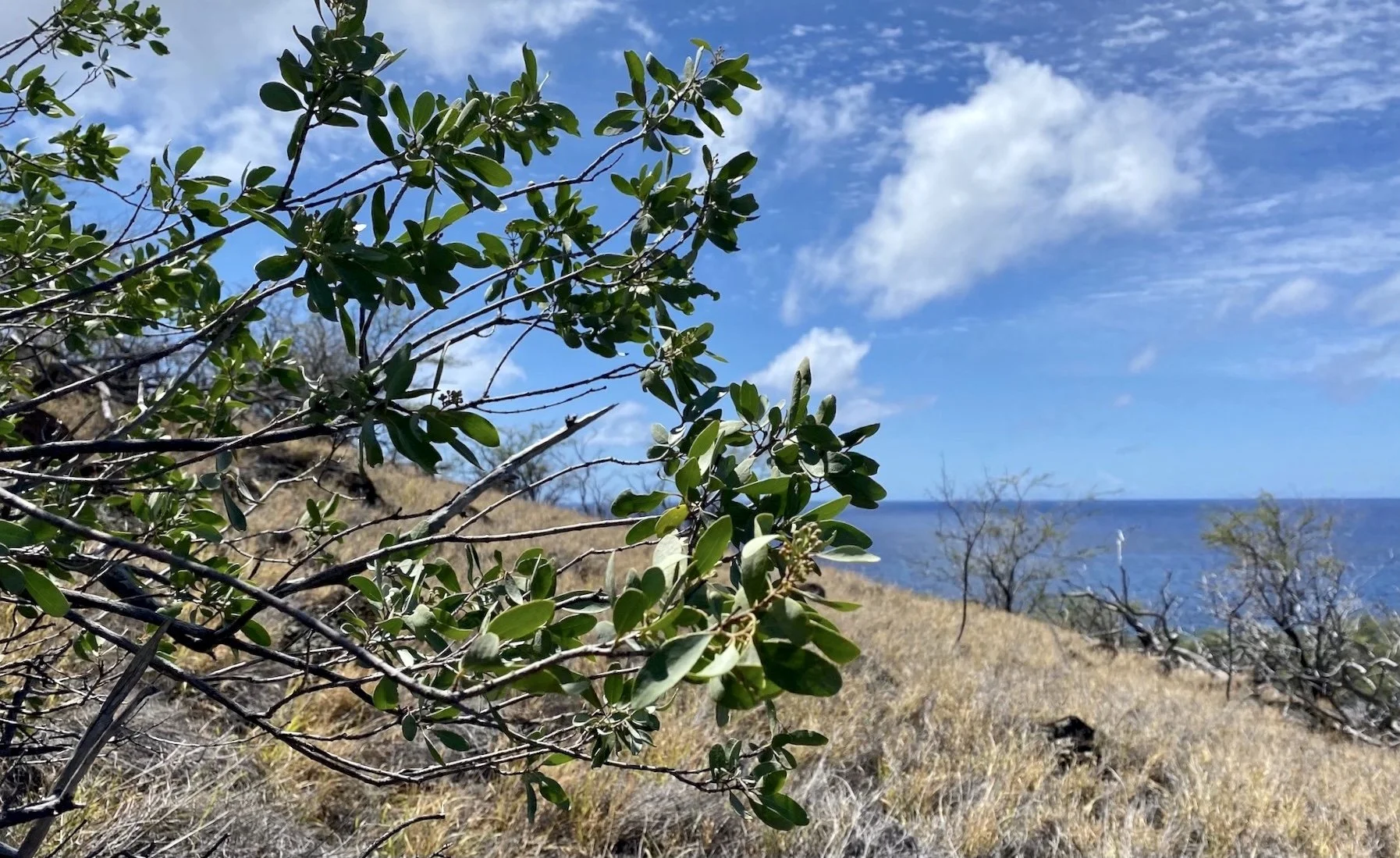 KOHALA MOUNTAIN NEWS: Keone Emeliano Named New Steward of Māhukona