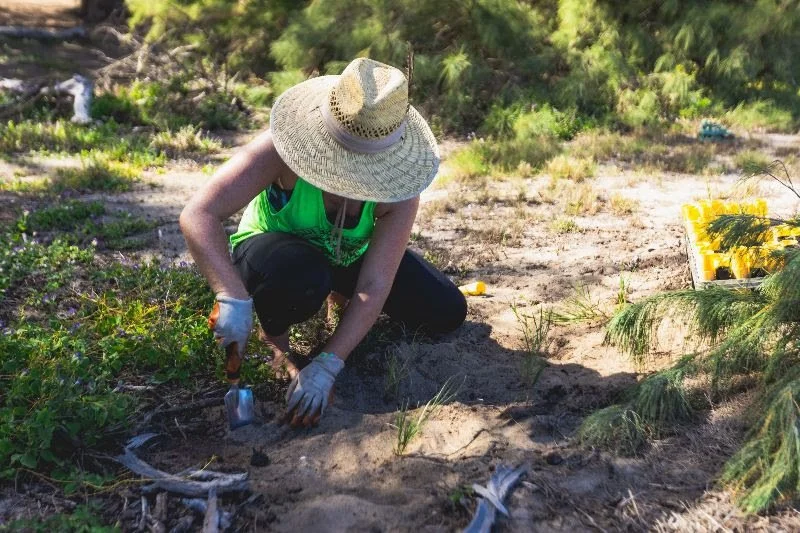 HONOLULU CIVIL BEAT: Maui Ecosystem To Get Help From Fire Victims