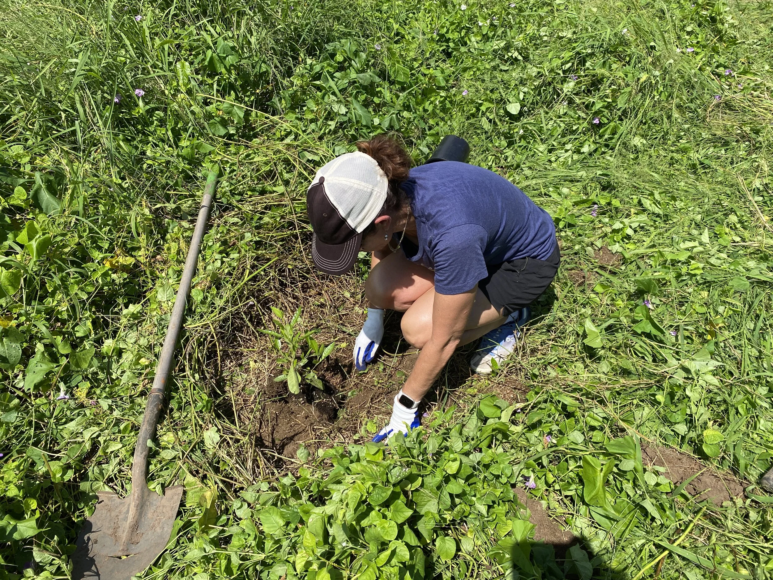 LAHAINA NEWS: Hawai‘i Land Trust offers workforce opportunities for wildfire-affected residents