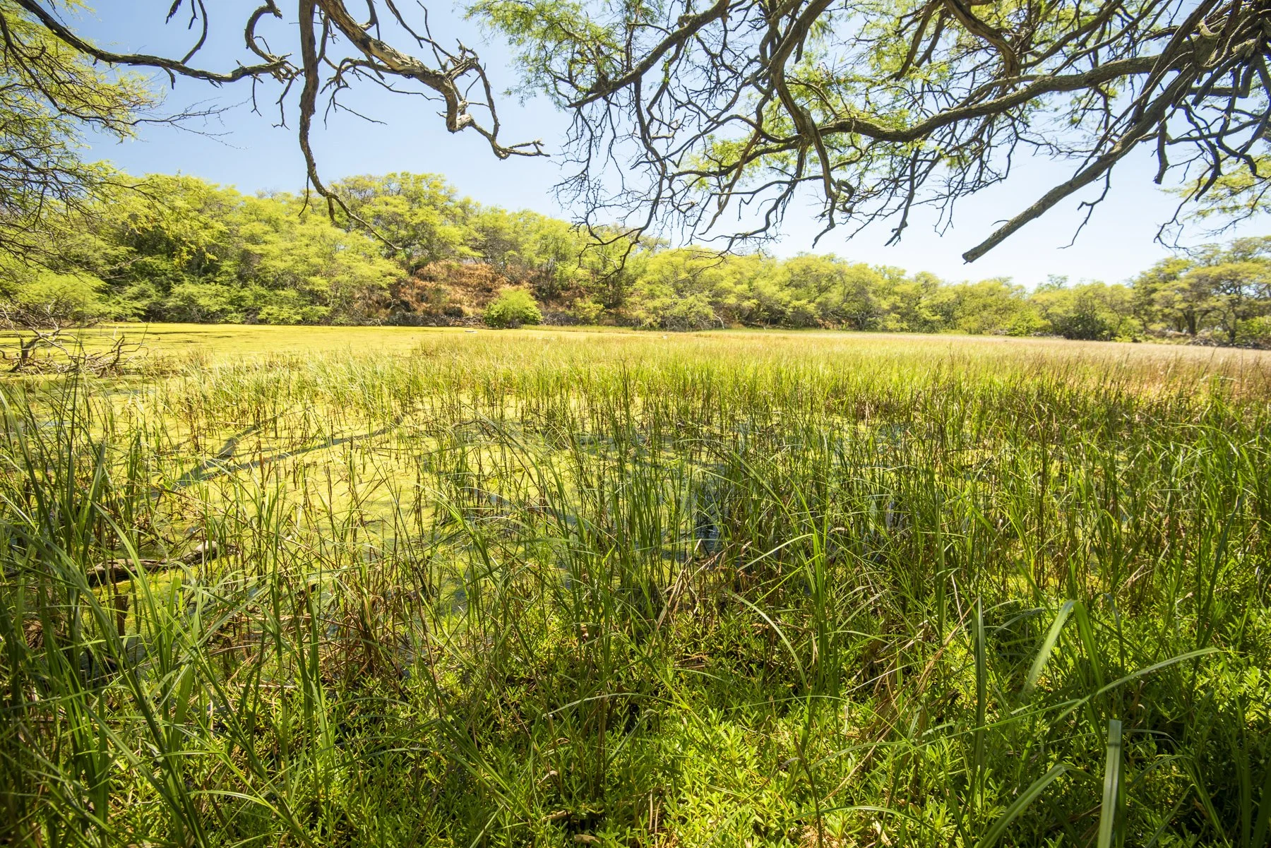 HĀNASIDE NEWS: Volunteers Install Forested Bioshield at Nuʻu