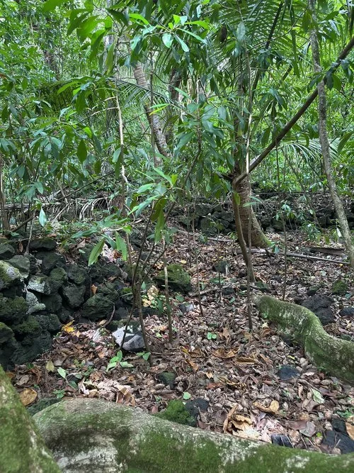 MAUI NOW: 8.6 acres at Hāmoa, Maui forever protected for cultural preservation, stewardship