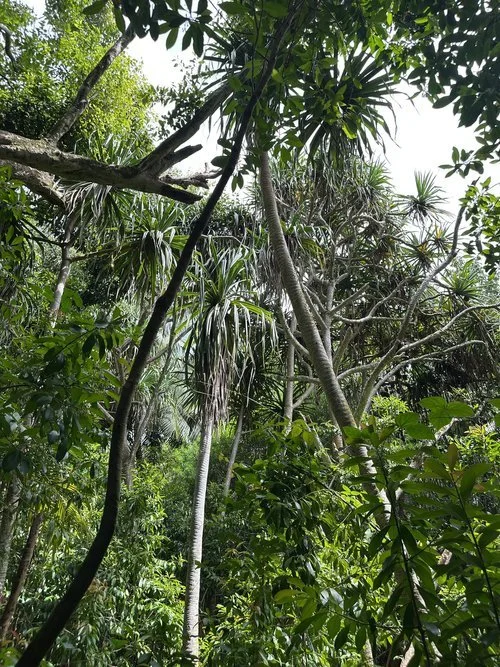 HAWAII PUBLIC RADIO: Community ownership now protects over 8 acres in Hāna from future development