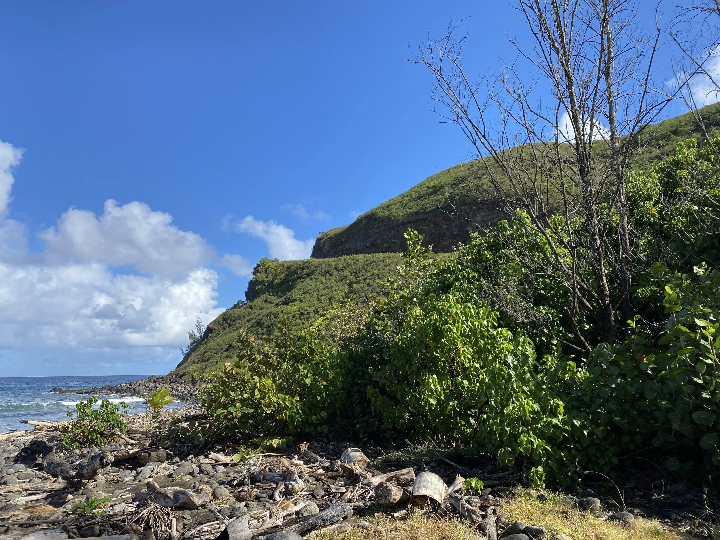 MAUI NOW: Nā Mamo, Maui County and Hawai‘i Land Trust preserve land at Honokōhau Bay
