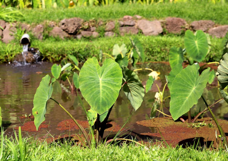 STAR ADVERTISER: Lahaina homes face 20% turnover in 3 years