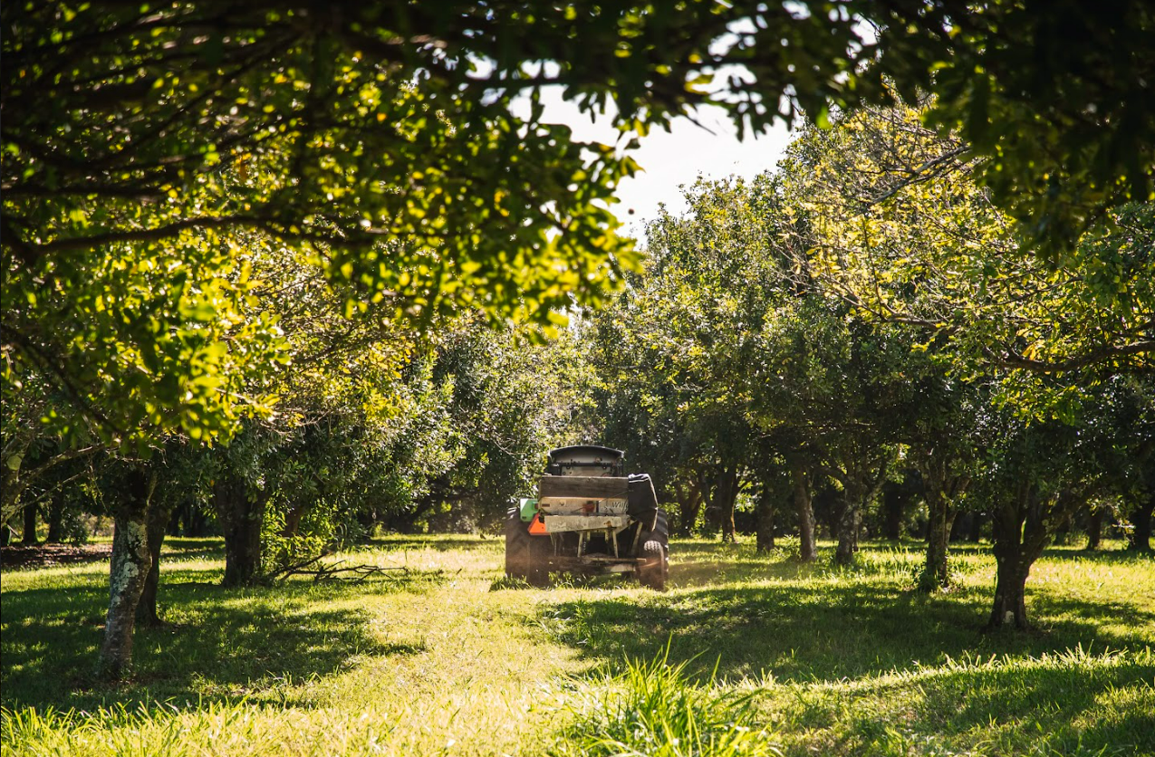 KOHALA MOUNTAIN NEWS: 28 Acres of Kohala Farmland Permanently Protected