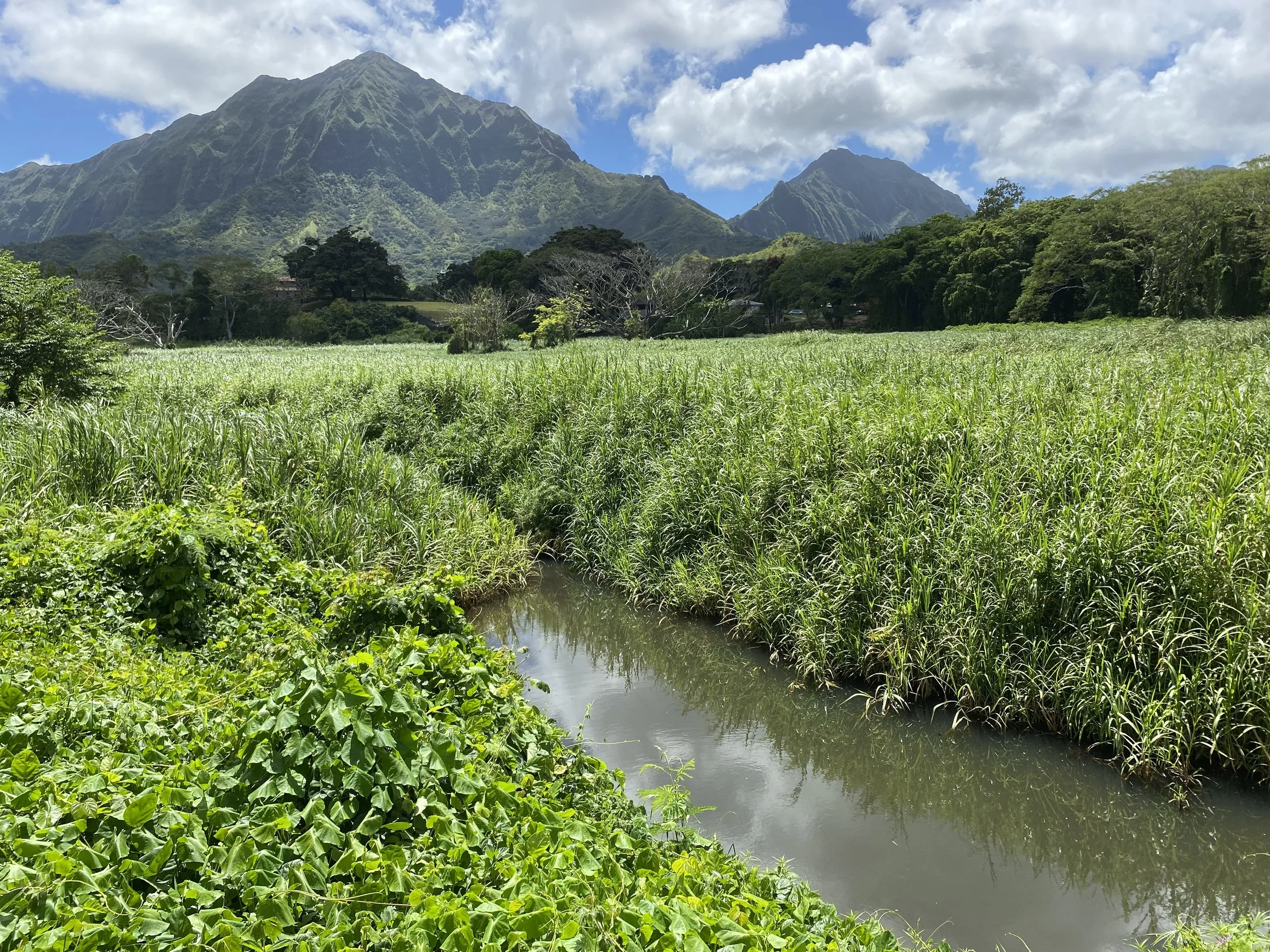 HAWAIʻI PUBLIC RADIO: Land deal to protect Maunawili Valley serves as a model for other communities