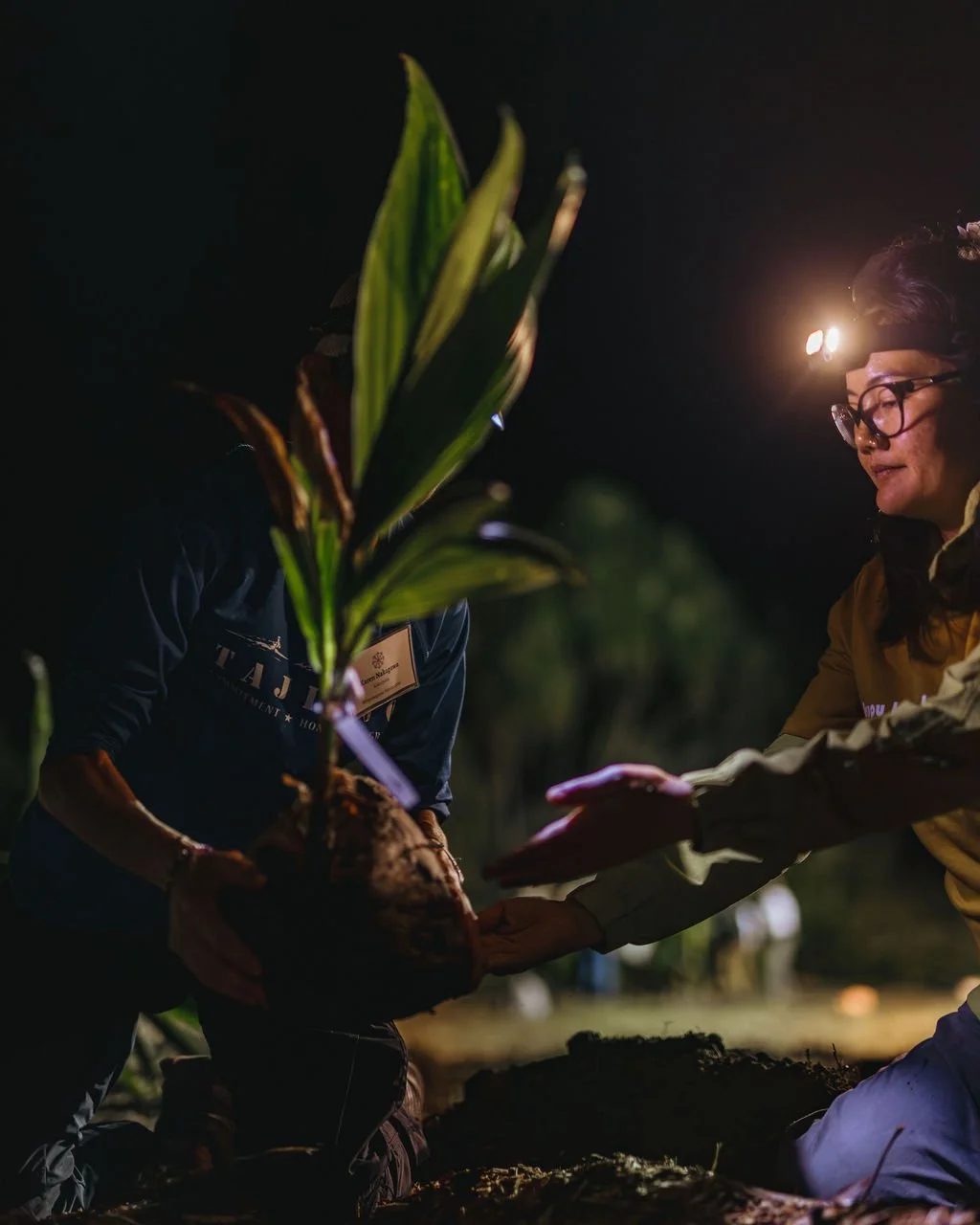 Planting Resilience at Waiheʻe: Kapuawailana Restores Maui’s Uluniu