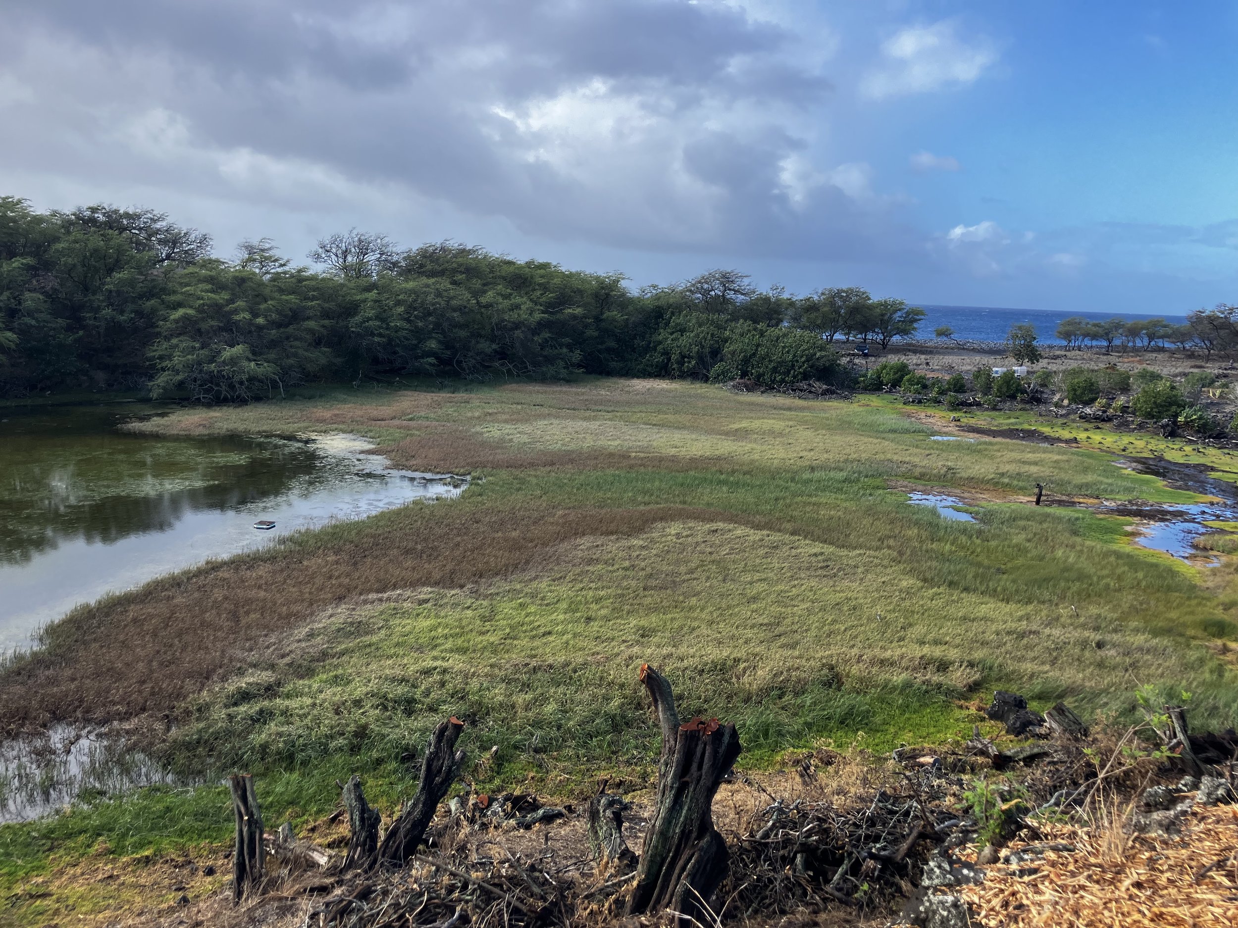 HAWAIʻI PUBLIC RADIO: Maui's marshy wetlands can play a role in Hawaiʻi's climate solution
