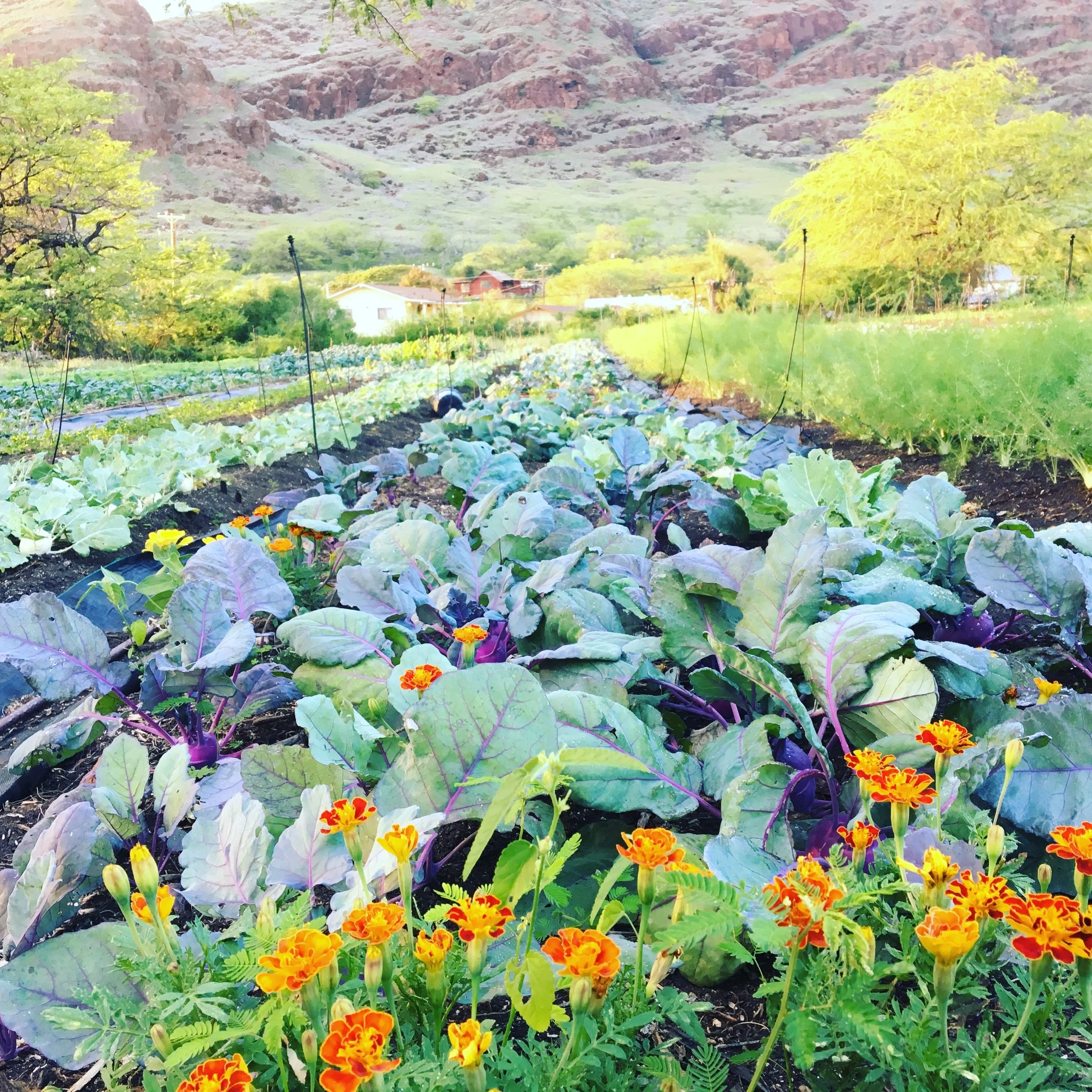 Kahumana Farms — Hawaiʻi Land Trust