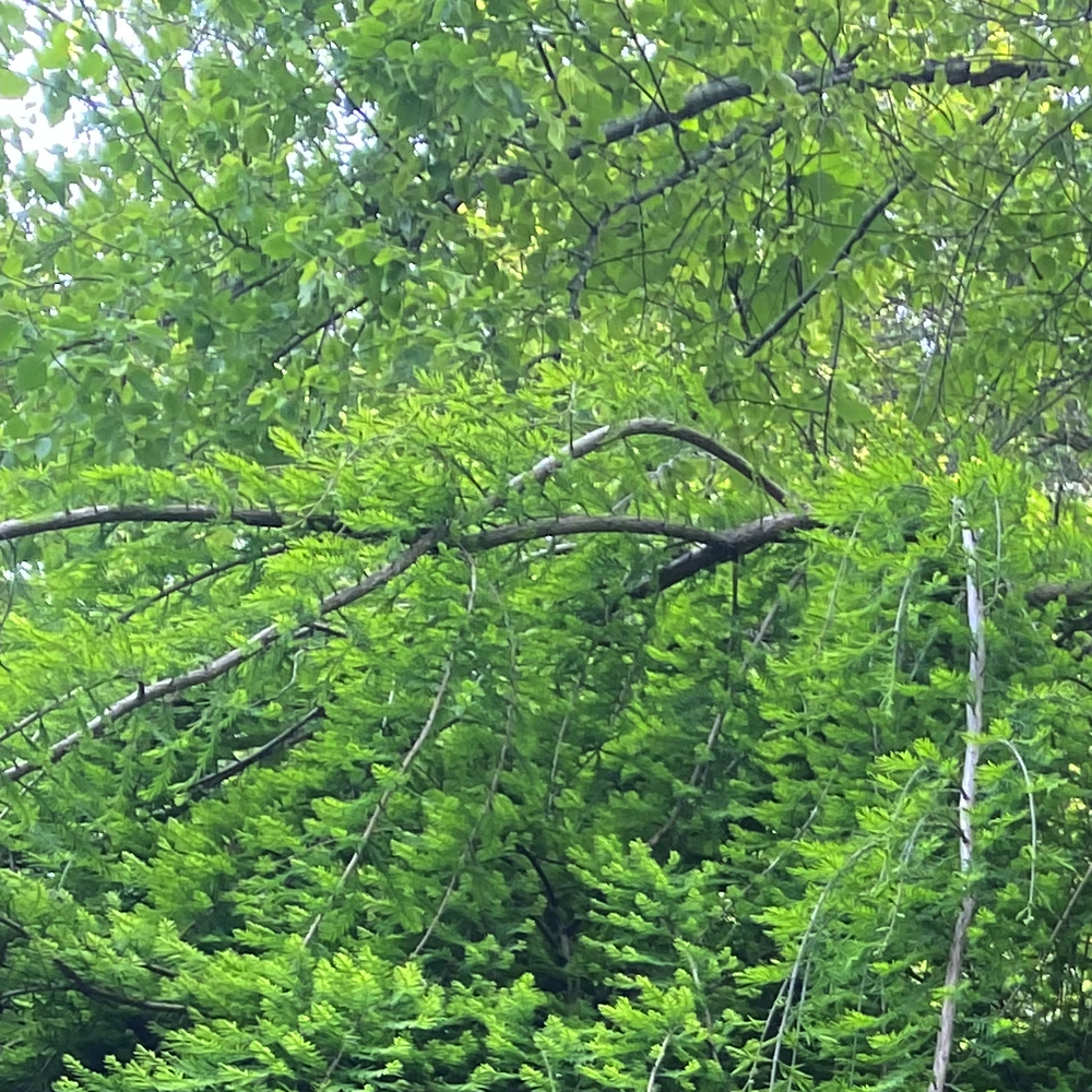 Some common quirks of traumatic memory